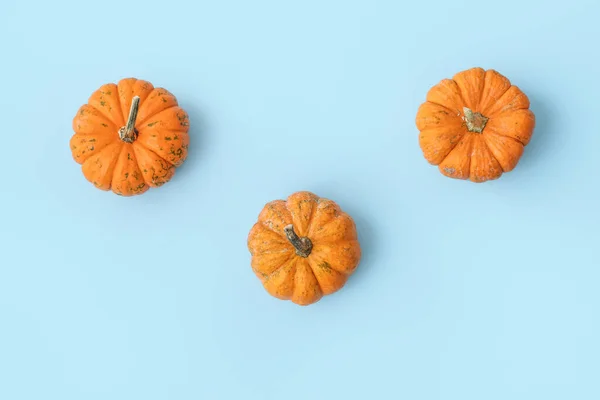 Ripe Beautiful Pumpkins Blue Background — Stock Photo, Image