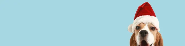 Cão Bonito Chapéu Santa Fundo Azul Com Espaço Para Texto — Fotografia de Stock