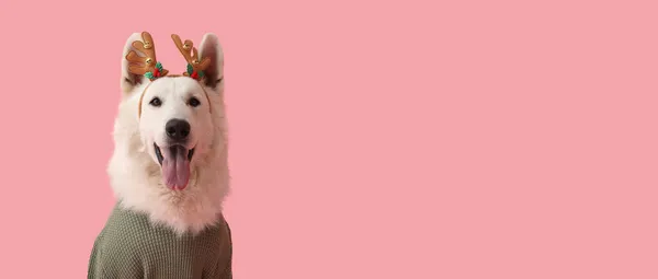 Мила Собака Зимовому Одязі Різдвяним Декором Кольоровому Фоні Простором Тексту — стокове фото