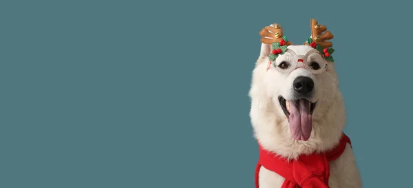 Roztomilý Pes Vánoční Výzdobou Barevném Pozadí Prostorem Pro Text — Stock fotografie