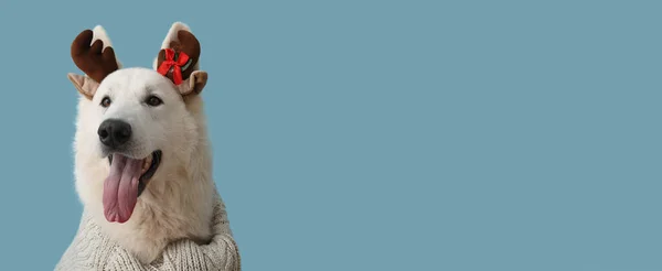 Cute Pies Zimowych Ubraniach Wystrojem Świątecznym Tle Koloru Miejsca Tekst — Zdjęcie stockowe