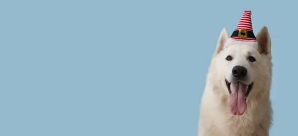 Netter Hund Mit Weihnachtsdekor Auf Farbigem Hintergrund Mit Platz Für — Stockfoto