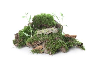 Beyaz arka planda izole edilmiş kayaları olan yeşil yosun.