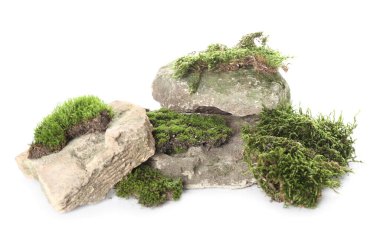 Beyaz arka planda izole edilmiş kayaları olan yeşil yosun.