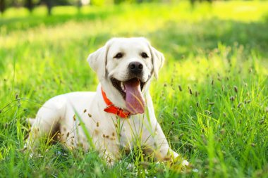 Güneşli bir günde parkta yatan şirin Labrador köpeği.