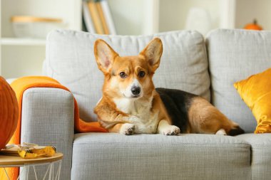 Odadaki kanepede sevimli bir köpek. Şükran Günü kutlaması