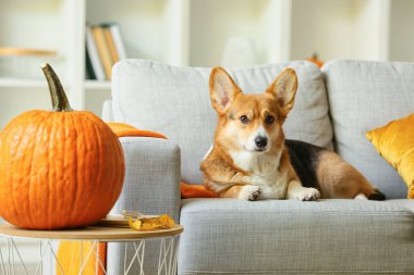 Odadaki kanepede sevimli bir köpek. Şükran Günü kutlaması