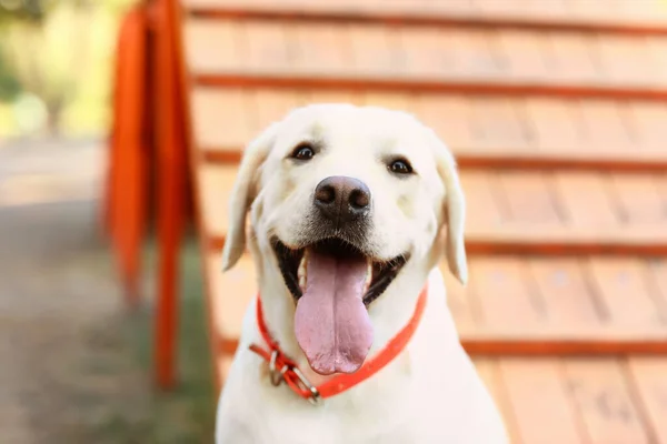 Cute Labrador dog in training area outdoors, closeup