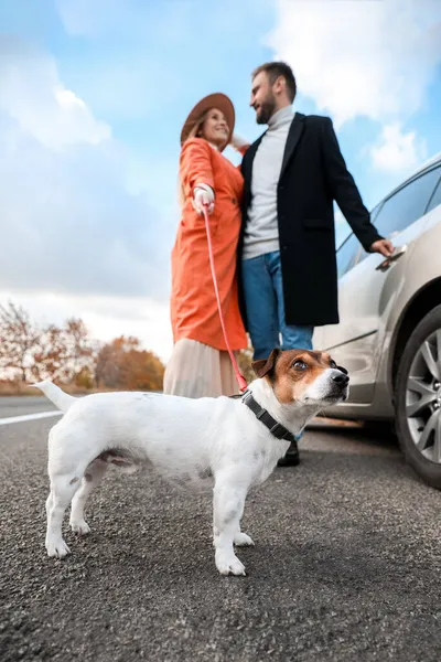 Lovely Couple Jack Russel Terrier Car — Stock Photo, Image