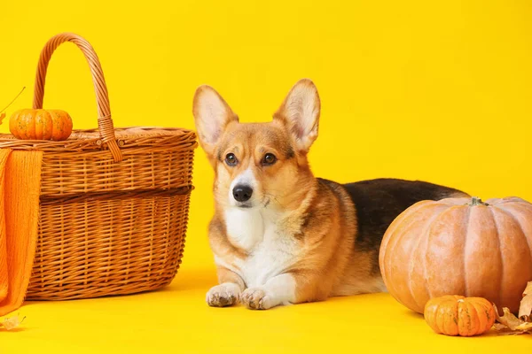 かわいい犬 ウィッカーバスケット 秋の葉と色の背景にカボチャ 感謝祭の日 — ストック写真