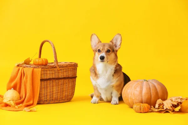 Lindo Perro Canasta Mimbre Hojas Otoño Calabazas Fondo Color Celebración — Foto de Stock