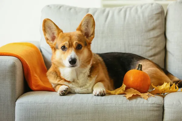 Cute Dog Pumpkin Sofa Room Thanksgiving Day Celebration — Stock Photo, Image