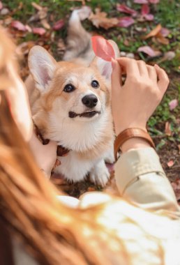 Sonbahar parkında sahibi olan şirin Corgi köpeği.