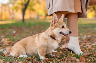 Şirin Corgi köpeği sonbahar parkında sahibini gezdiriyor.