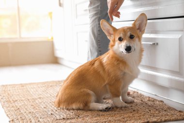 Mutfakta sahibi olan şirin Corgi köpeği.