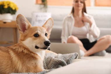 Şirin Corgi köpeği evcil hayvan yatağında uzanıyor, yakın plan.