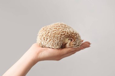 Hafif arka planda sevimli kirpi tutan bir kadın