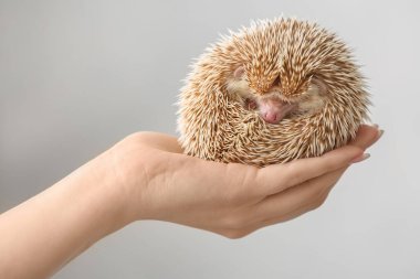 Hafif arka planda sevimli kirpi tutan bir kadın