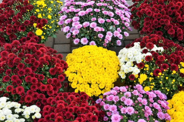 Барвисті Квіти Хризантеми Відкритому Повітрі — стокове фото
