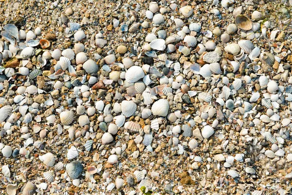 Many Sea Shells Beach Top View — Stock Photo, Image