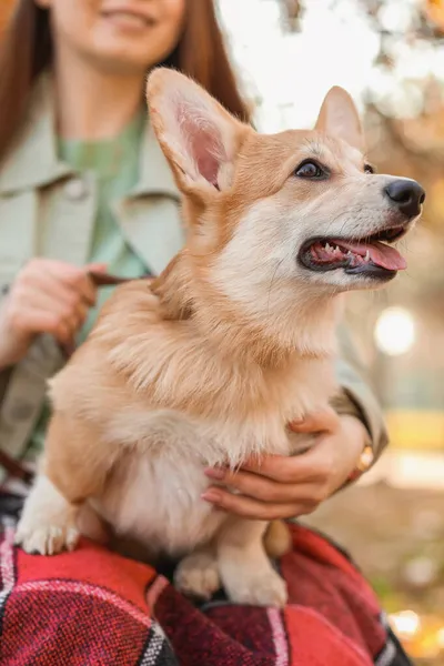 Aranyos Corgi Kutya Tulajdonos Őszi Parkban Közelkép — Stock Fotó