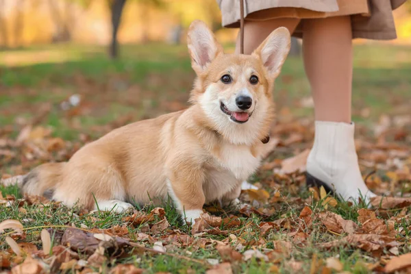 Cute Corgi Dog Walking Owner Autumn Park — Stock Photo, Image