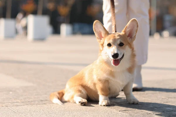 Cute Corgi Dog Owner City Square — Stock Photo, Image