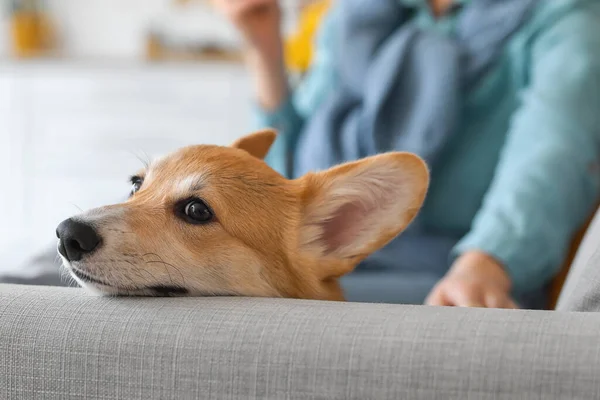 Lindo Perro Corgi Sentado Sofá Casa Primer Plano —  Fotos de Stock