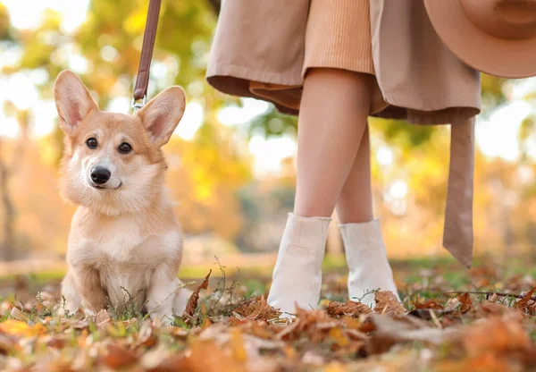 Cute Corgi Dog Walking Owner Autumn Park — Stock Photo, Image