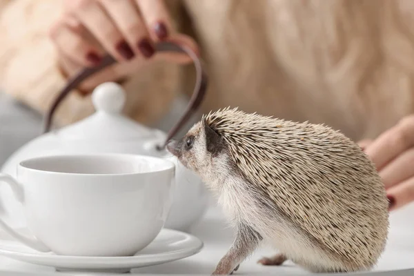 Cute Hedgehog Tea Cup Table — Stock Photo, Image
