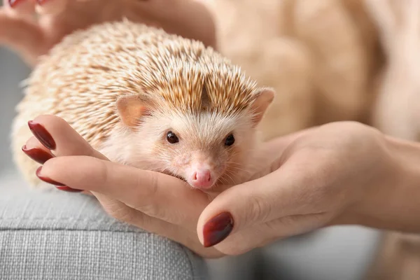 Woman Holding Cute Hedgehog Sofa Closeup — Stock Photo, Image