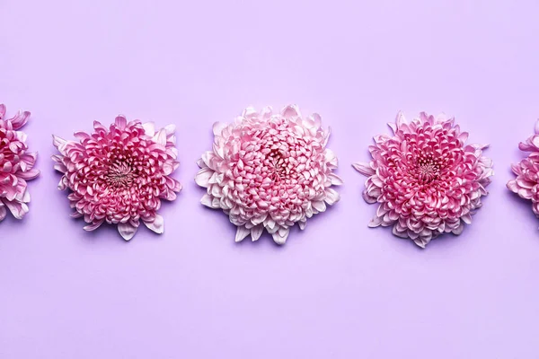 Krásné Chryzantémy Květiny Fialovém Pozadí — Stock fotografie