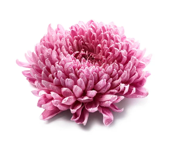 Beautiful Pink Chrysanthemum Flower White Background — Stock Photo, Image