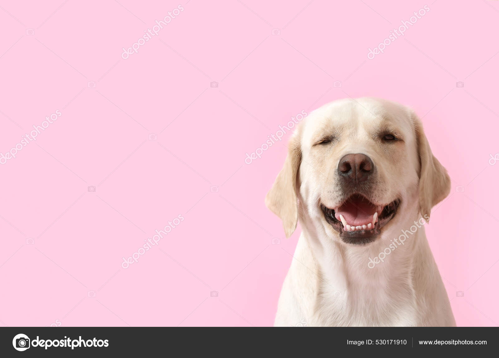 Cute Labrador Dog Pink Background — Stock Photo © serezniy #530171910