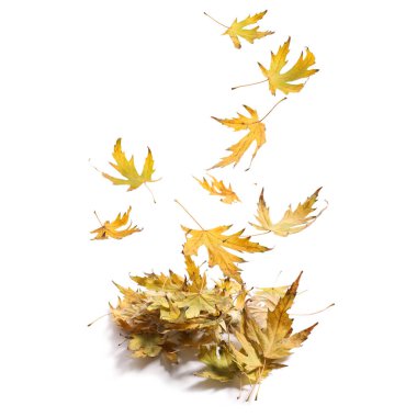 Beyaz arkaplanda düşen altın yapraklar