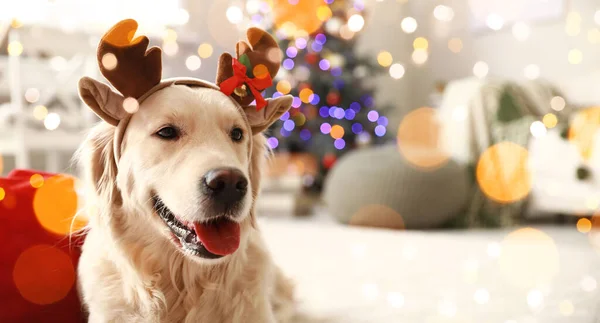 Niedlicher Hund Mit Hirschhörnern Weihnachtlich Dekorierten Zimmer — Stockfoto