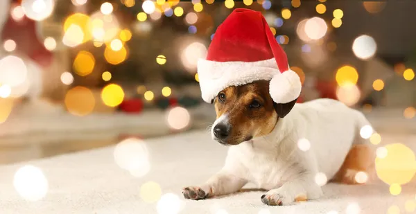 圣诞前夕 家门口戴着圣诞礼帽的可爱小狗 — 图库照片
