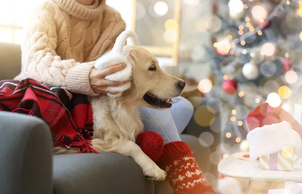 Leuke Hond Met Eigenaar Thuis Kerstavond — Stockfoto