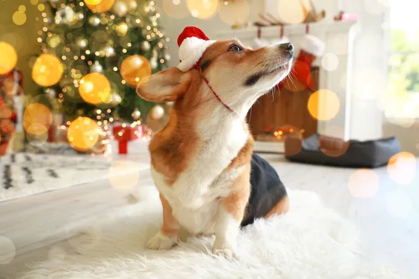 Lindo Perro Santa Sombrero Casa Víspera Navidad —  Fotos de Stock
