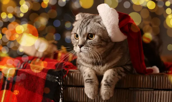 Cute Zabawny Kot Santa Kapelusz Domu Wigilię — Zdjęcie stockowe