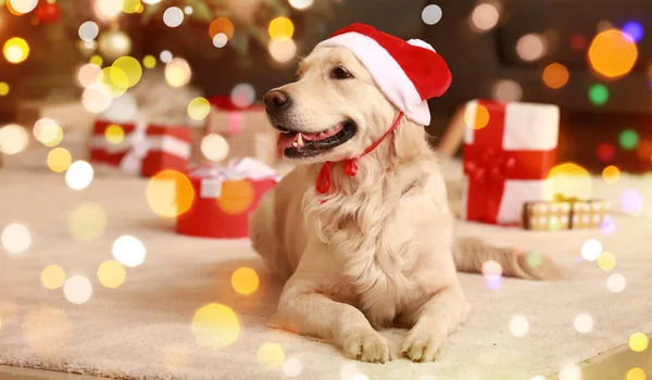 Netter Lustiger Hund Mit Weihnachtsmütze Hause Heiligabend — Stockfoto