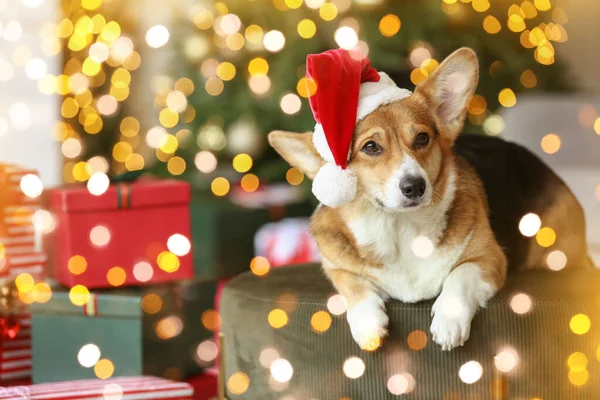 Симпатичная Собака Корги Шляпе Санта Клауса Дома Канун Рождества — стоковое фото