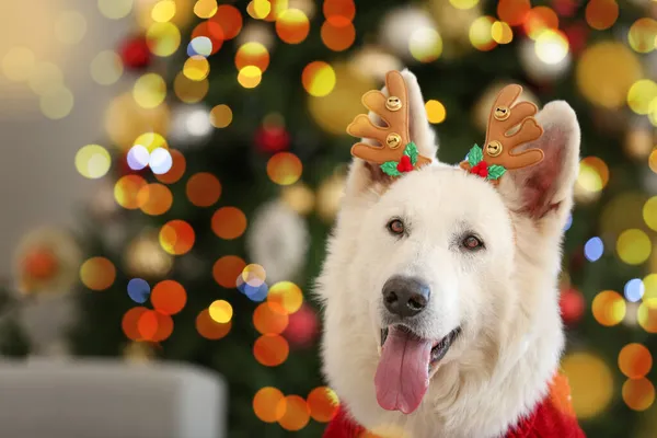 Cute Pies Noszenie Rogów Jelenia Domu Wigilię Bożego Narodzenia — Zdjęcie stockowe