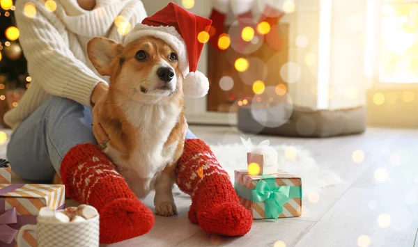 Lindo Perro Con Dueño Casa Víspera Navidad — Foto de Stock