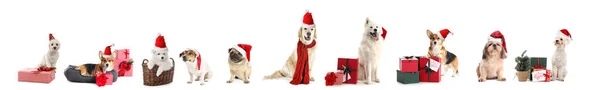 Leuke Honden Met Santa Hoeden Geschenken Witte Achtergrond — Stockfoto