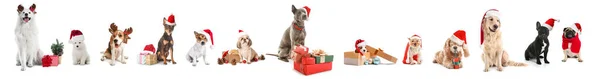 Niedliche Hunde Mit Weihnachtsmützen Und Geschenken Auf Weißem Hintergrund — Stockfoto