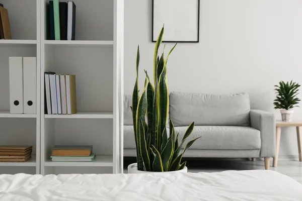 Stylish Bookshelf Light Modern Bedroom Sofa — Stock Photo, Image