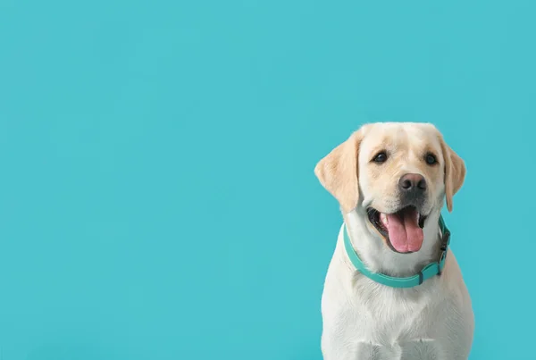 Cão Bonito Labrador Com Coleira Fundo Azul — Fotografia de Stock