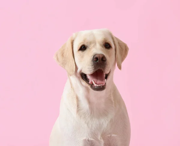 Cão Bonito Labrador Fundo Rosa — Fotografia de Stock