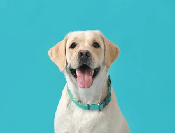 Niedlicher Labrador Hund Mit Halsband Auf Blauem Hintergrund — Stockfoto